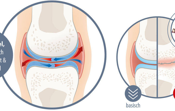 Kann Knorpel nachwachsen?