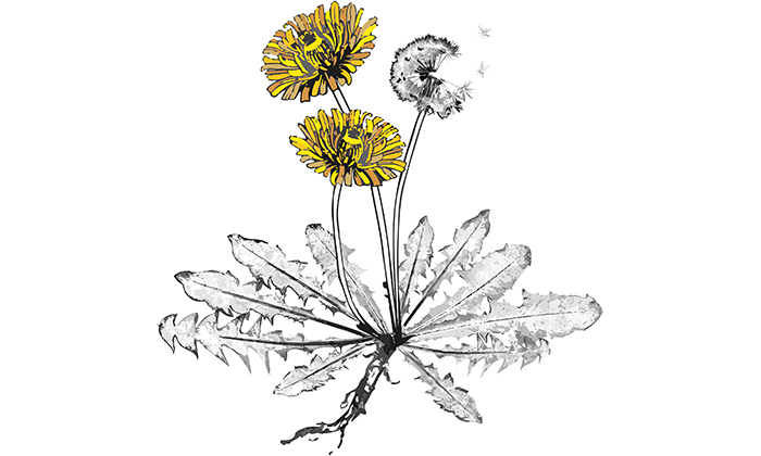 Der Löwenzahn, Multitalent und Gesundbrunnen!